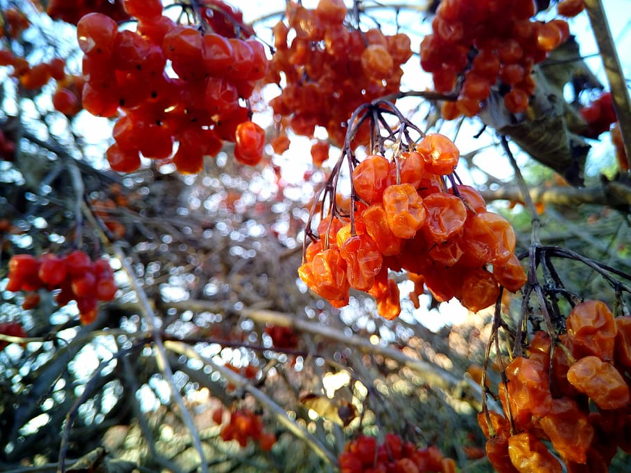 Trees, Branches, Berries, Fruit, fruits, nature, autumn, garden HD wallpaper