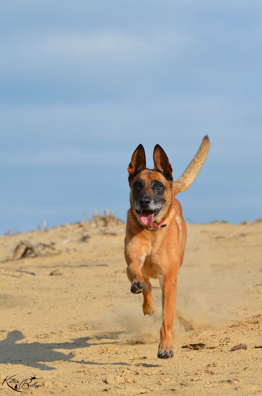 malinois, sand, summer, beach, warm, sun, belgian shepherd dog HD wallpaper