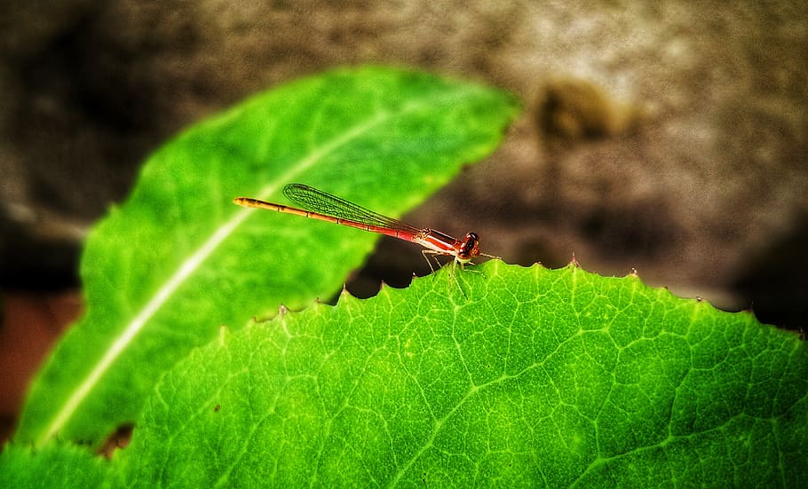 dragonfly, insect, summer, garden, leaf, green, bright, colourful HD wallpaper