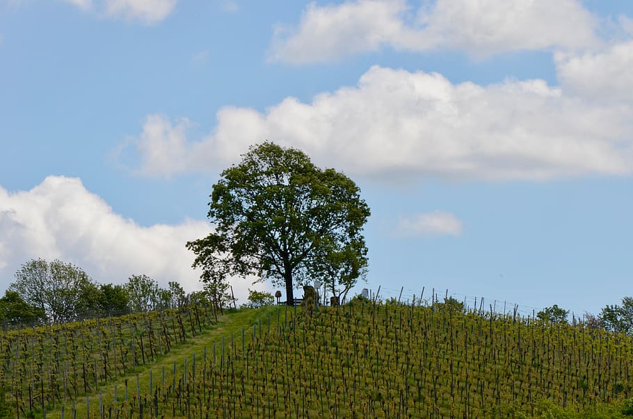 vineyard, tree, landscape, spring, nature, green, clouds, sky HD wallpaper