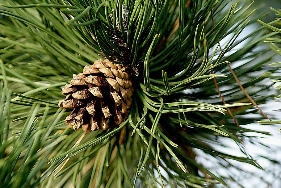 pine cone, pinecone pine, coniferous, pine needles, iglak, tree HD wallpaper