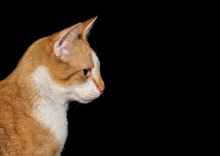 cat, background image, head, side, attention, sweet, cute, red HD wallpaper