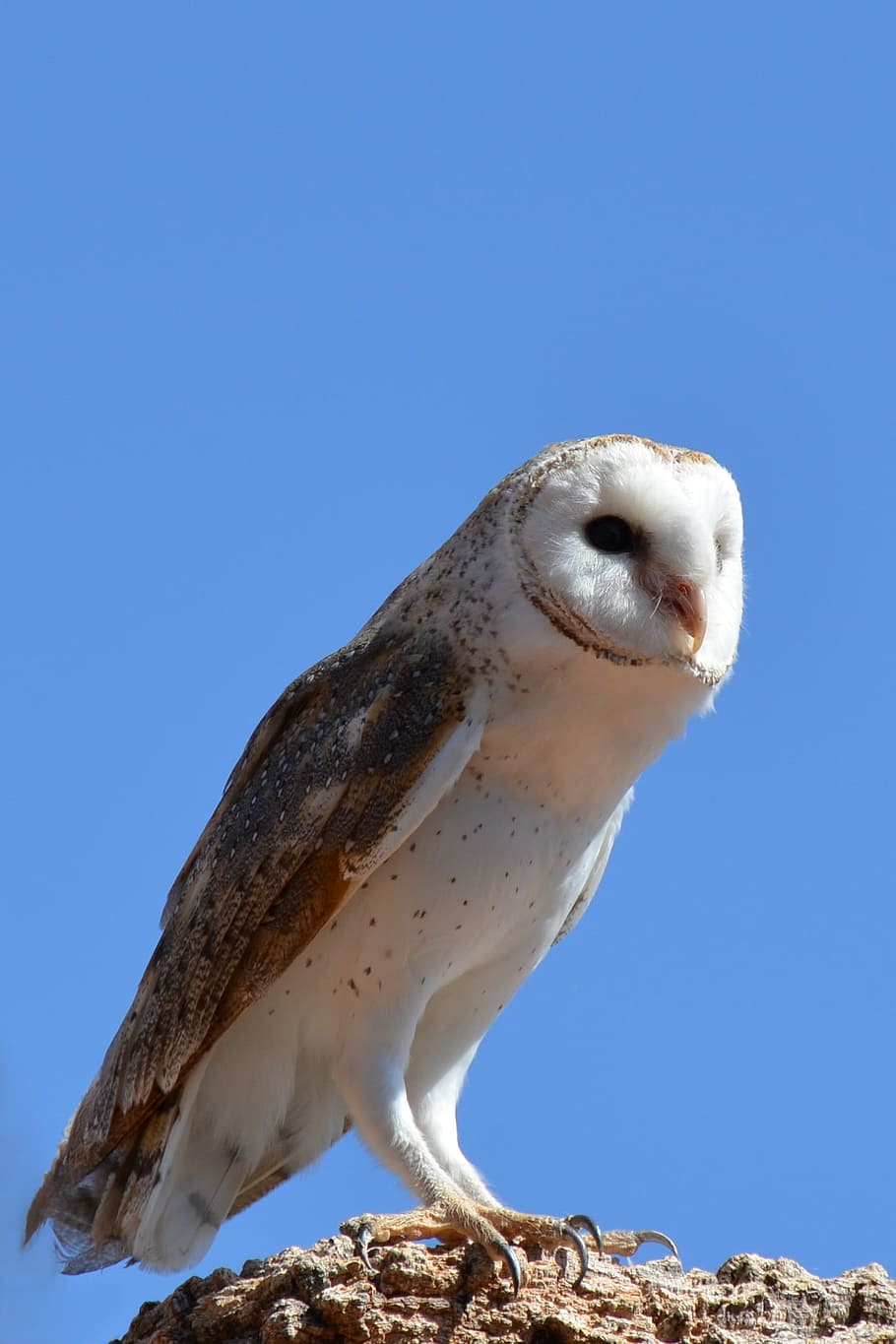 Barn Owl, Bird, Wildlife, animal, nature, animals In The Wild HD wallpaper