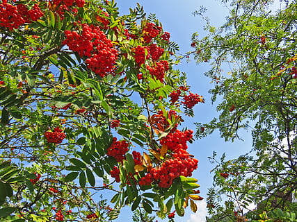 mountain ash, tree, berries, rowan, autumn, deciduous tree HD wallpaper
