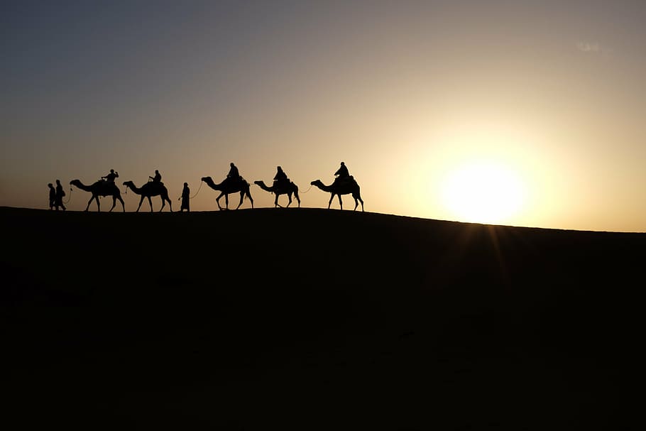 five person riding their camels silhouette during golden hour HD wallpaper