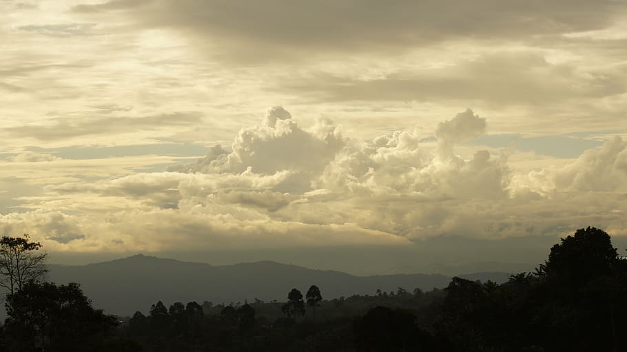 nature, the, field, animals, birds, insects, armenia, quindio HD wallpaper