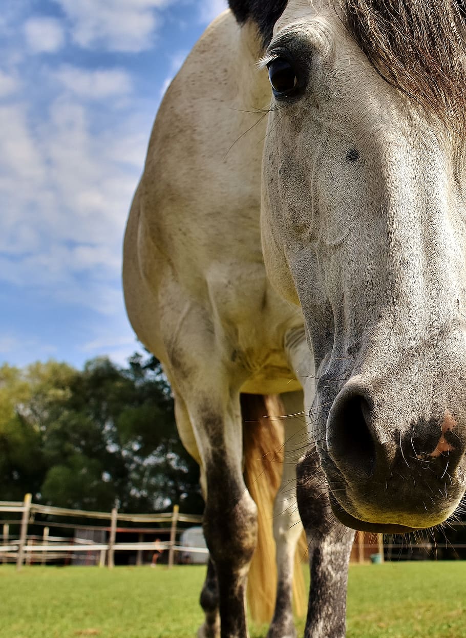 white horse walking on grass field, mold, pony, fool around HD wallpaper