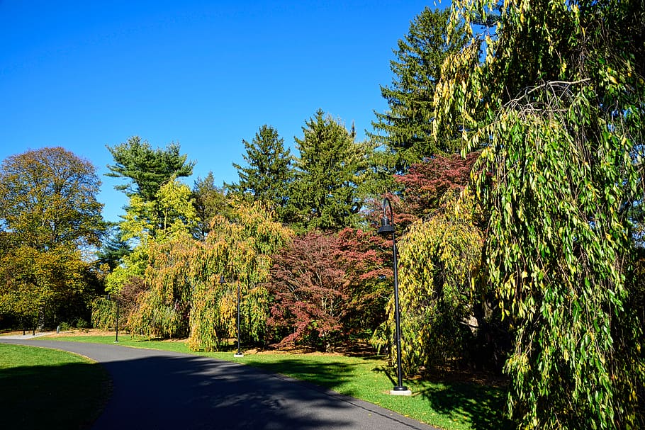 autumn, fall colors, path, nature, trees, plant, growth, beauty in nature HD wallpaper