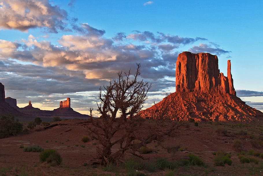 bare tree in desert, monument valley, arizona, usa, evening HD wallpaper