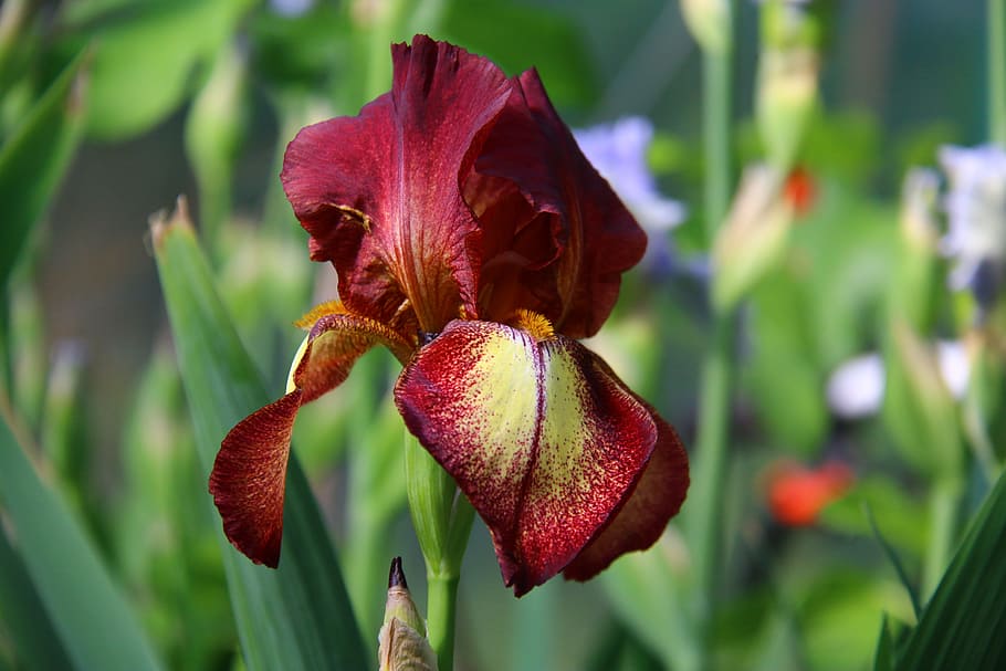red petaled flower in closeup photography, iris, burgundy flowers HD wallpaper