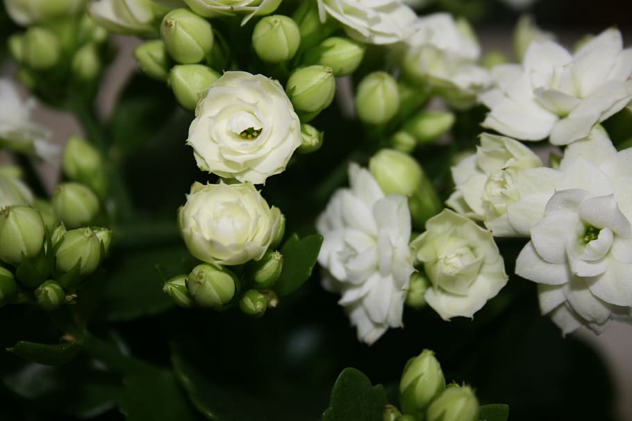 flowers, white, nature, spring, in bloom flowers, background HD wallpaper