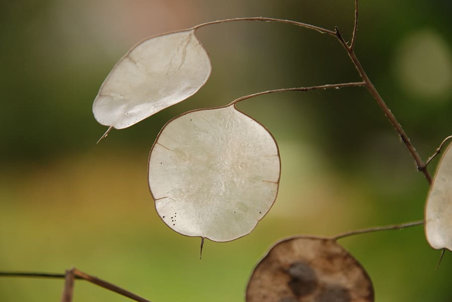 nature, plant, honesty, autumn, green, brown, seed, propagation HD wallpaper