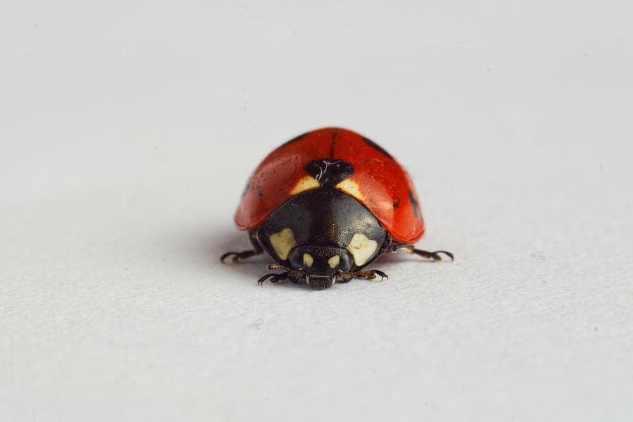 macro photography of red ladybird beetle, spotted, ladybug HD wallpaper
