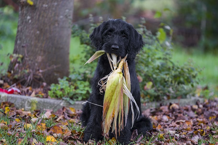 dog eating corn leaf, labradoodle, labrador, poodle, king poodle HD wallpaper