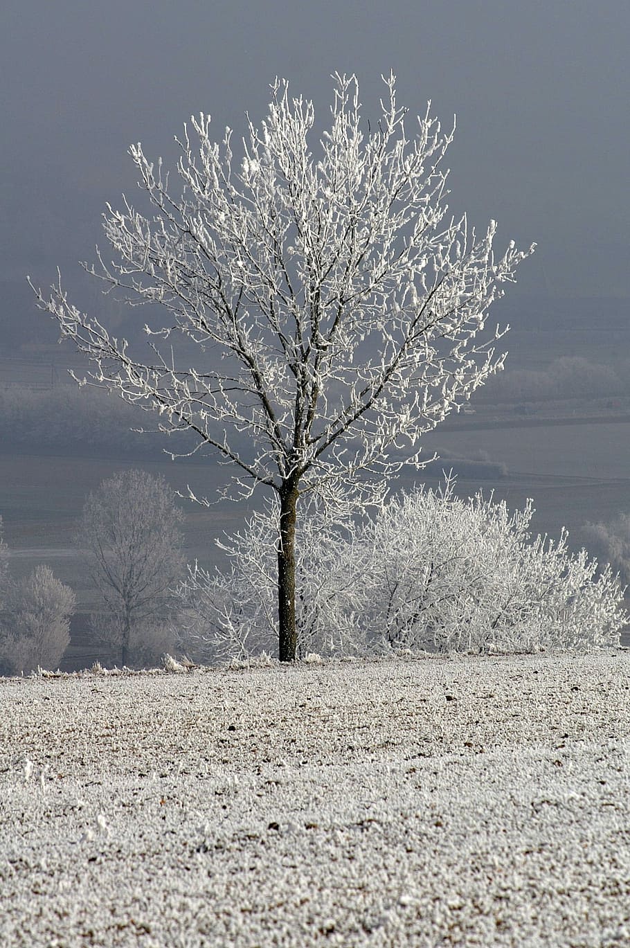 Winter, Snow, Wintry, Cold, Tree, Mood, cold temperature, bare tree HD wallpaper