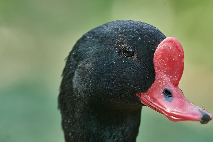 swan, black, puddle, waters, nature, lake, bird, animal, one animal HD wallpaper