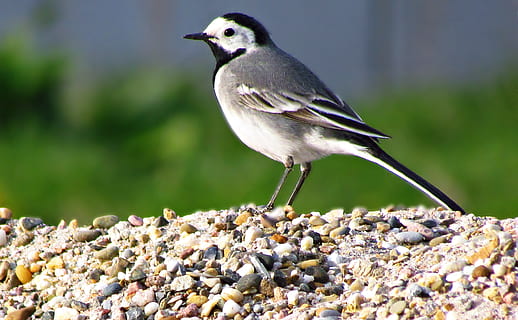 bird, grey wagtail, birds, feathers, flying, animal themes HD wallpaper
