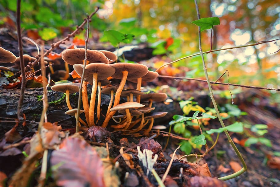 Mushrooms, Macro, Forest, Nature, autumn, moist, morsch, wood HD wallpaper