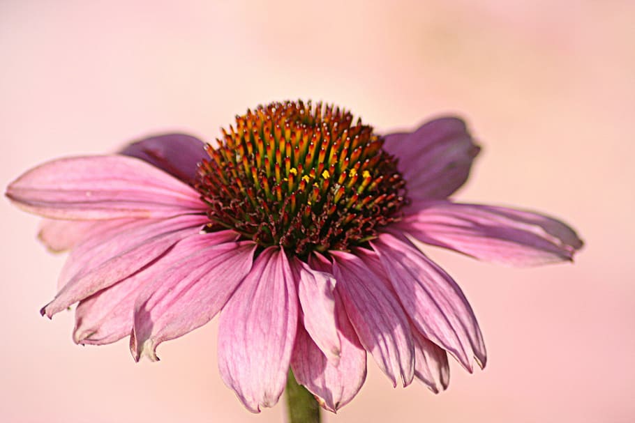 pink, flower, daisy, petals, coneflower, beauty in nature, freshness HD wallpaper