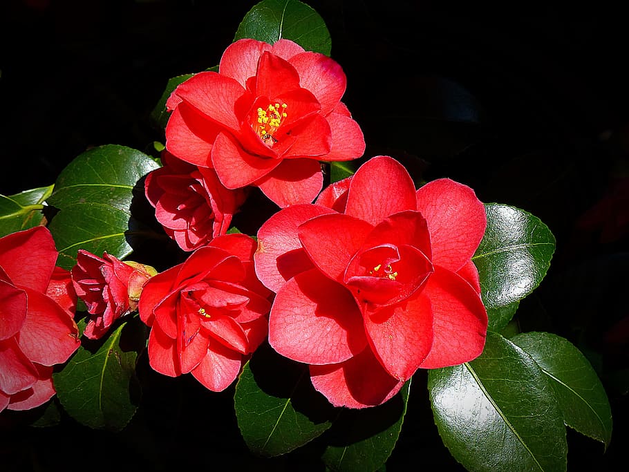 Camellia, Flower, Blossom, Bloom, Plant, spring, bush, flora HD wallpaper
