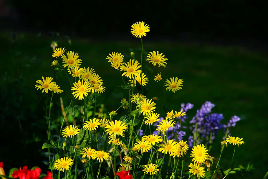 yellow daisy, flowers, garden, colorful, nature, plant, filigree HD wallpaper