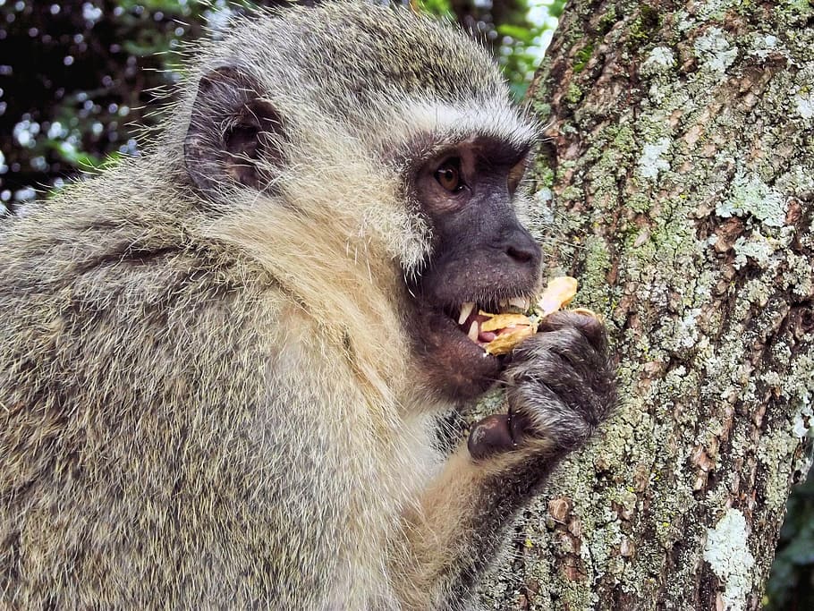 monkey, monkeys, animal, monkey family, wild, mountain, vervet HD wallpaper