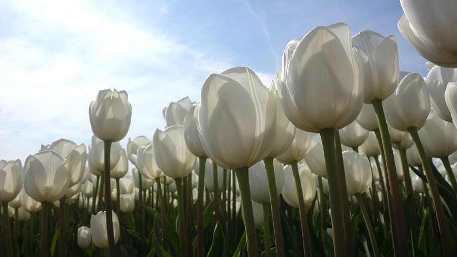 tulips, white, tulip fields, bulb netherlands, spring, holland HD wallpaper