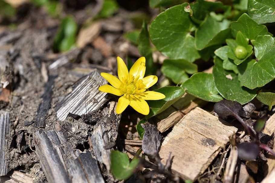 Celandine, Plant, Blossom, Bloom, Yellow, yellow flower, early bloomer HD wallpaper
