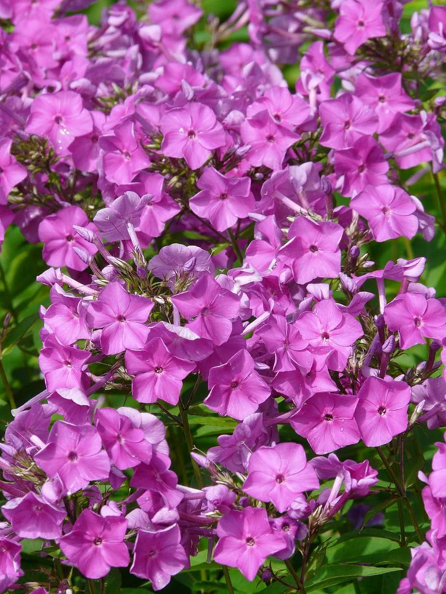 flame flower, phlox, blossom, bloom, pink, greek valerian plant HD wallpaper