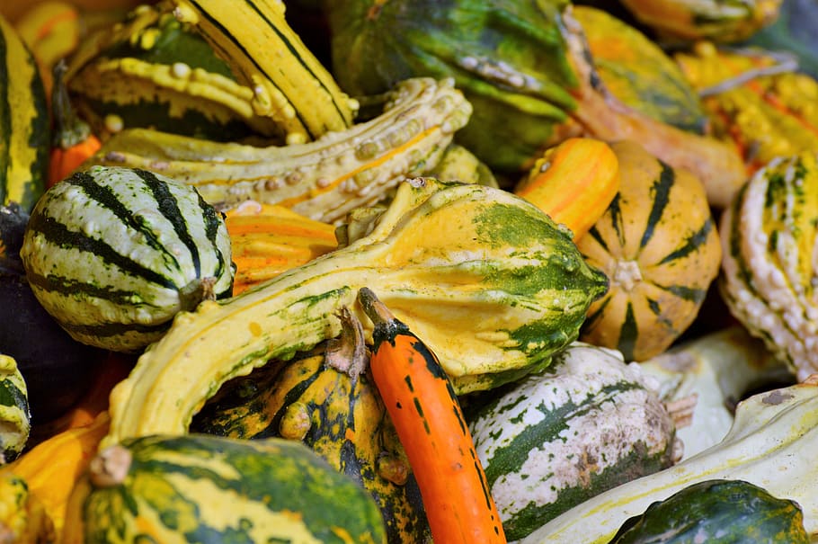 pumpkin, fruit, orange, autumn, cucurbita maxima, choose, large HD wallpaper