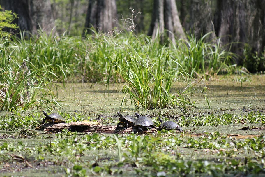 Turtles, Swamp, Nature, Reptile, wildlife, marshes, day, no people HD wallpaper