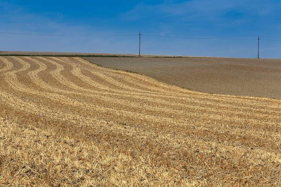 landscape, cornfield, nature, agriculture, rural Scene, farm HD wallpaper