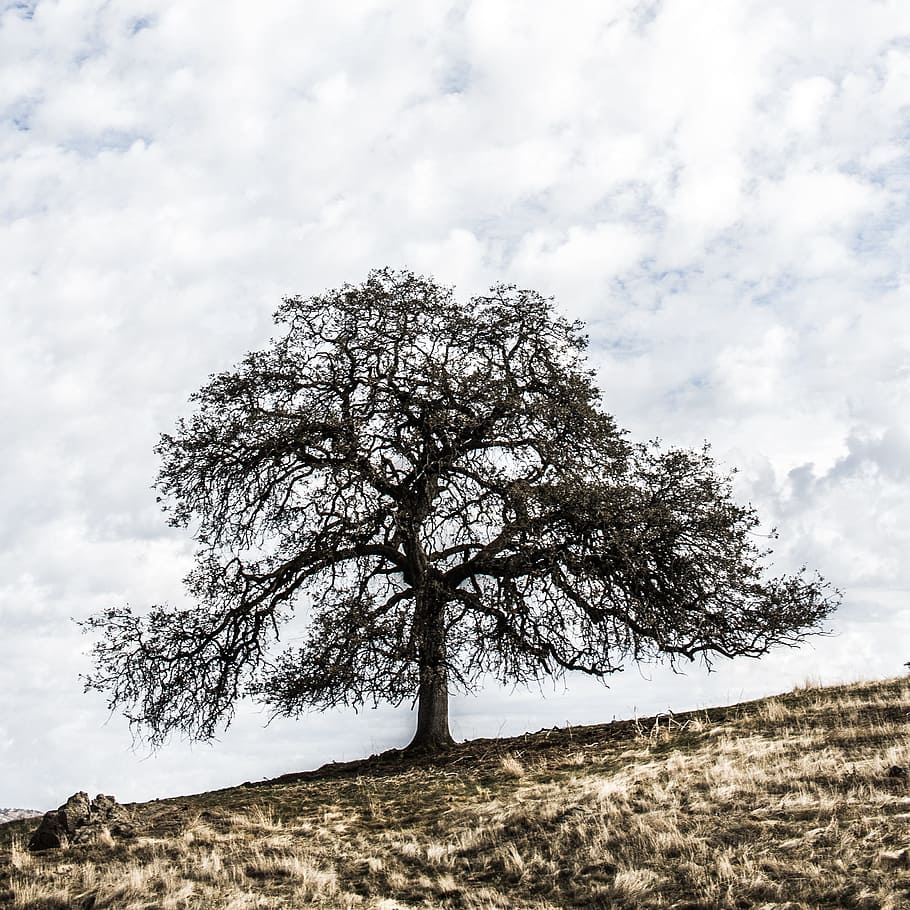tree, landscape, alone, nature, cloud - sky, plant, environment HD wallpaper