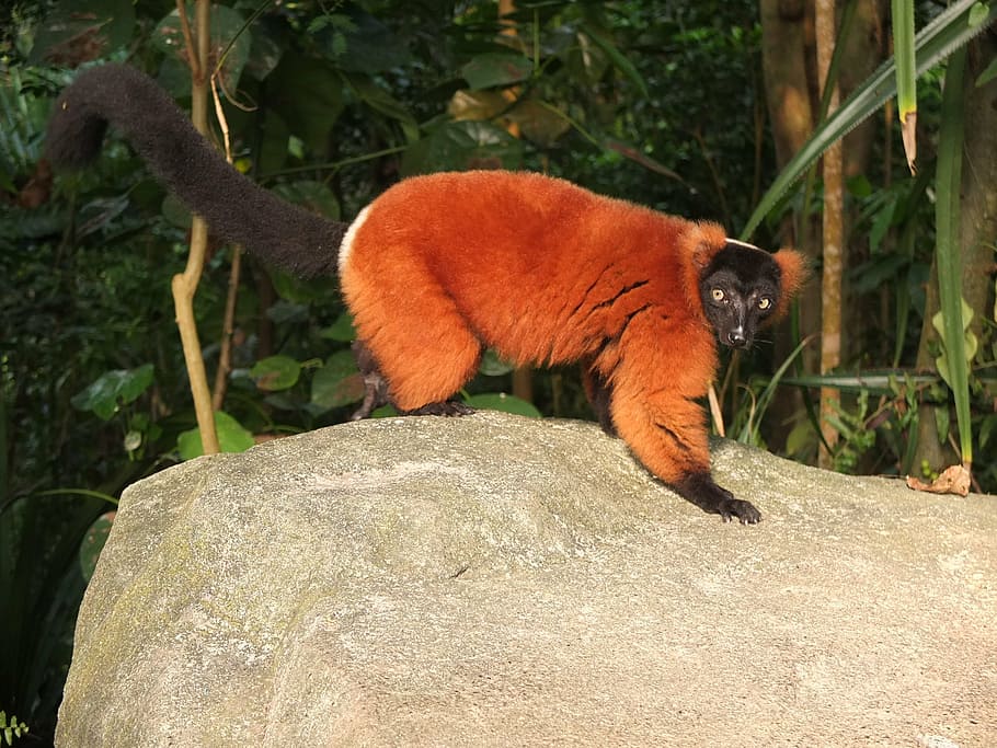 red vari, zoo, monkey, half-monkey, animal, animal themes, one animal HD wallpaper