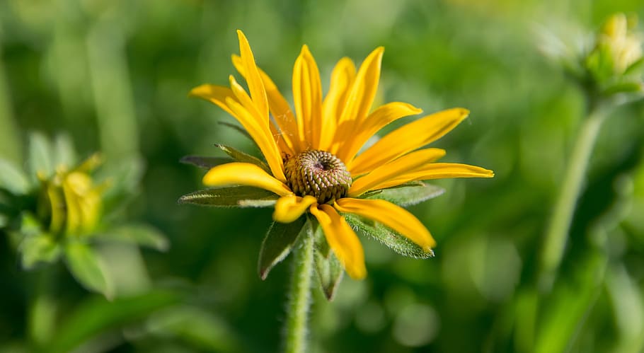 yellow, flower, petals, vibrant, summer, blossom, plant, garden HD wallpaper