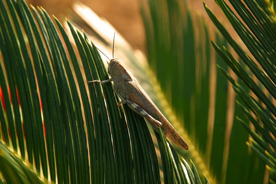 grasshopper, animals, palm, viridissima, green, insect, tettigonia viridissima HD wallpaper