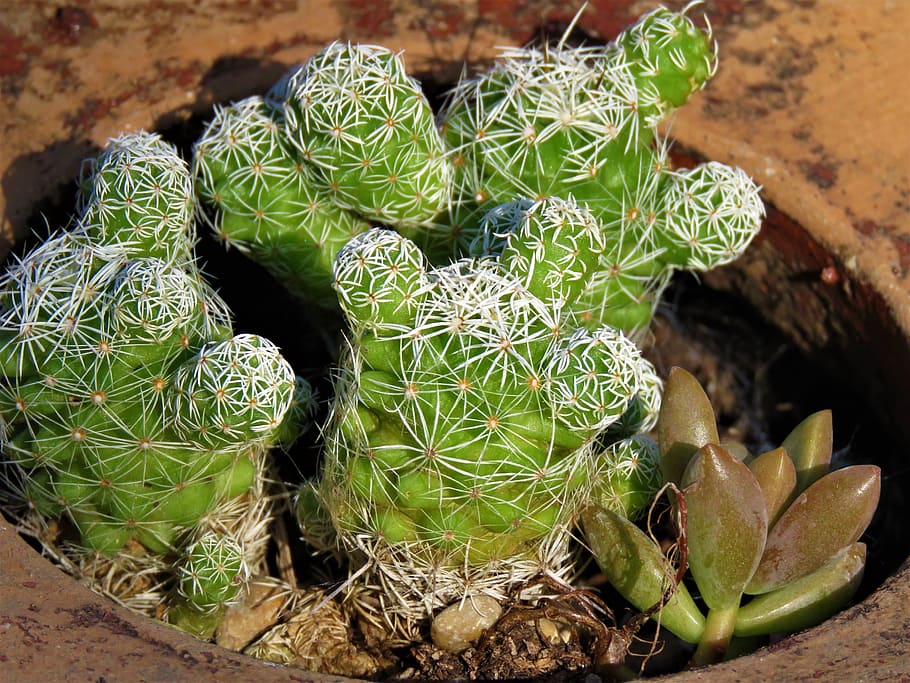 cactus, potted, garden, succulent, growth, succulent plant HD wallpaper