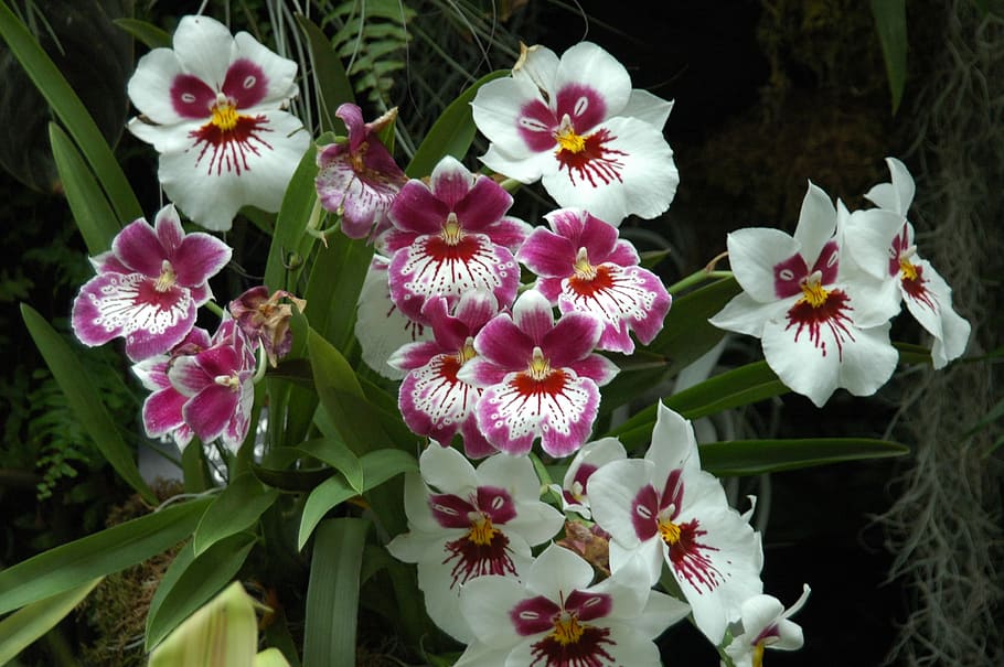 flowers, spring, blossom, white, flowering plant, vulnerability HD wallpaper