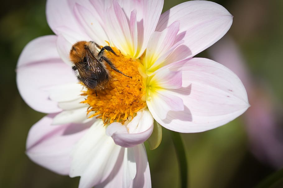 dahlia hortensis, hummel, blossom, bloom, macro, insect, flower HD wallpaper