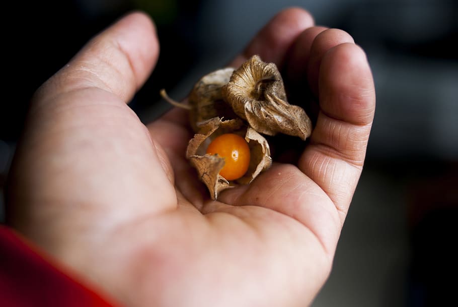 uvilla, food, nature, approach, human hand, holding, human body part HD wallpaper