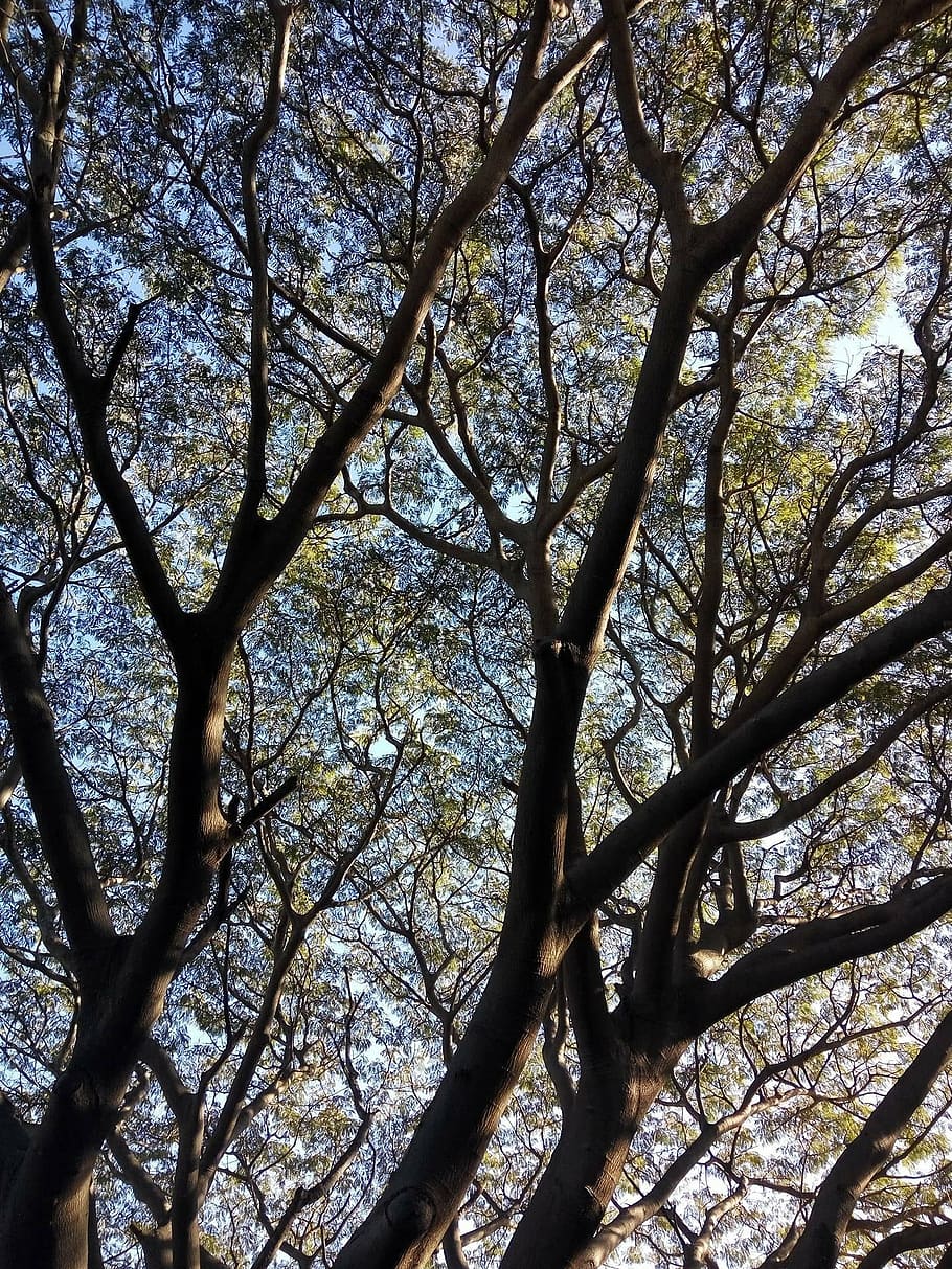tree, nature, landscapes, trunk, branches, leaves, plant, low angle view HD wallpaper