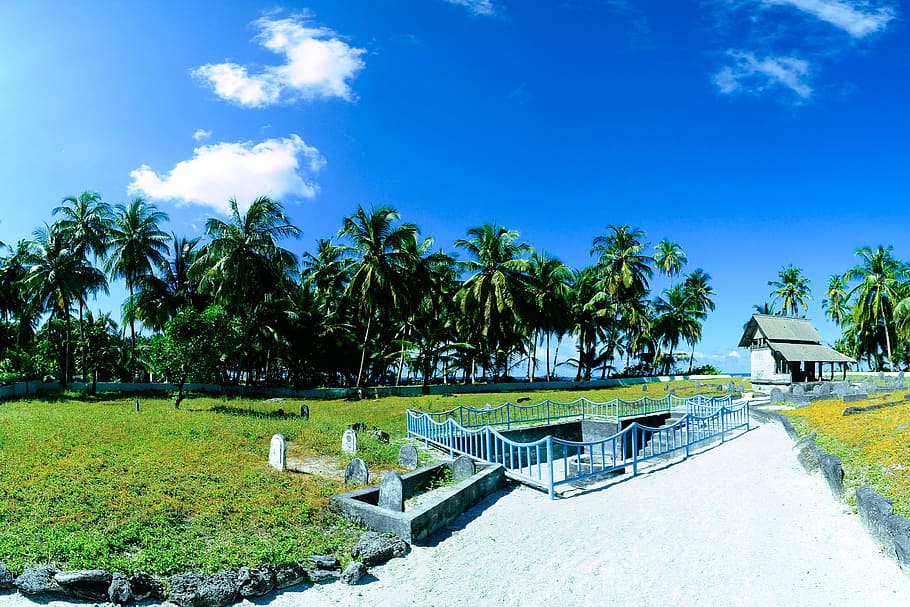 sky, clouds, rocks, trees, coconut trees, coconuts, grass, house HD wallpaper