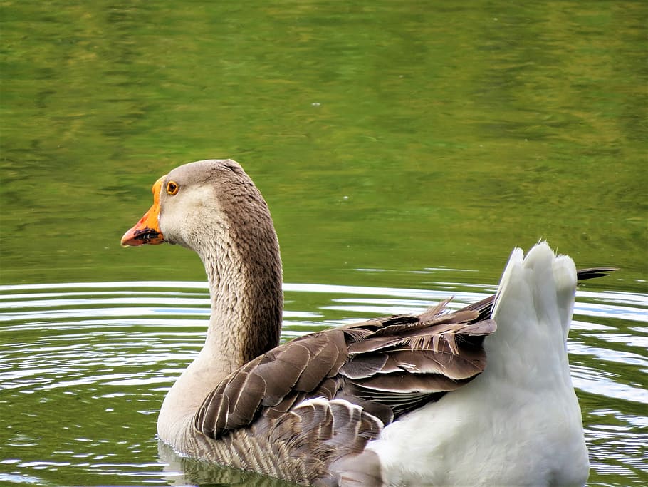 Water Fowl, Brown, White, Water, Wild, animals in the wild HD wallpaper