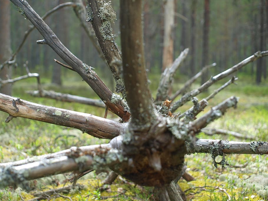 collection, branch, nature, tree, plant, tree trunk, land, day HD wallpaper