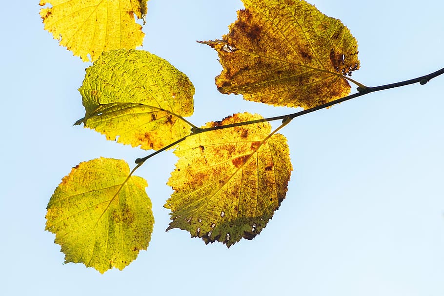 hazel leaves, hazel branch, fall leaves, autumn, discolored HD wallpaper