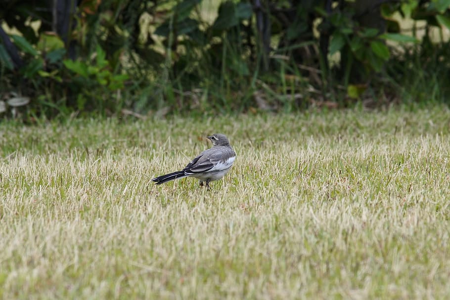 Animal, Park, Grass, Lawn, Little Bird, high security level HD wallpaper