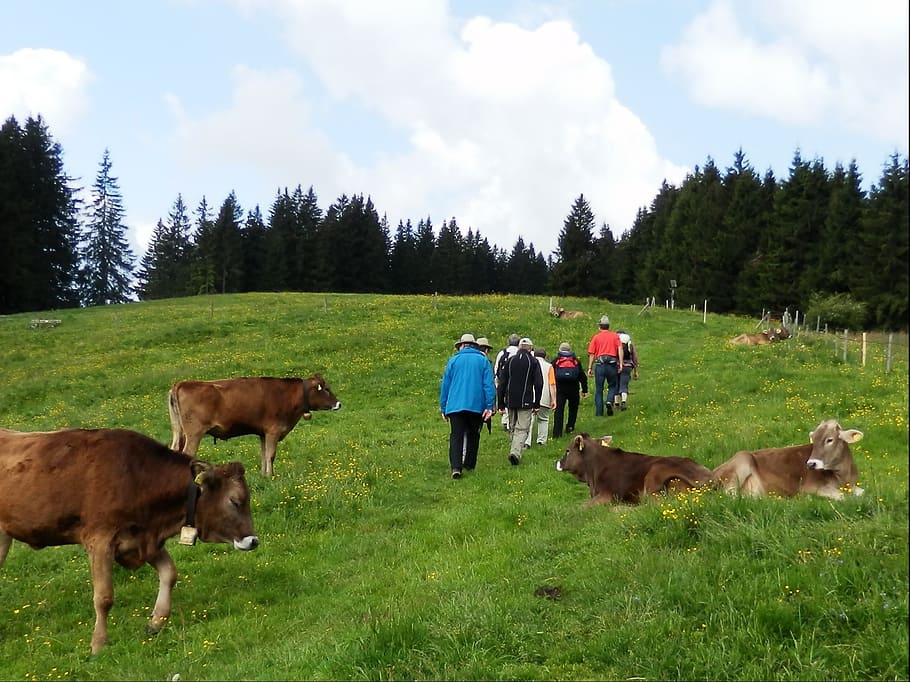 wanderer, allgäu, hiking, mountain hike, mountain meadow, pasture HD wallpaper