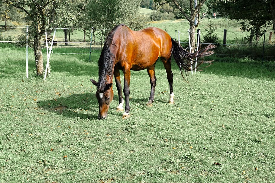 horses, mold, eye, monteaura, equestrian, autumn, gallop, ride, HD wallpaper