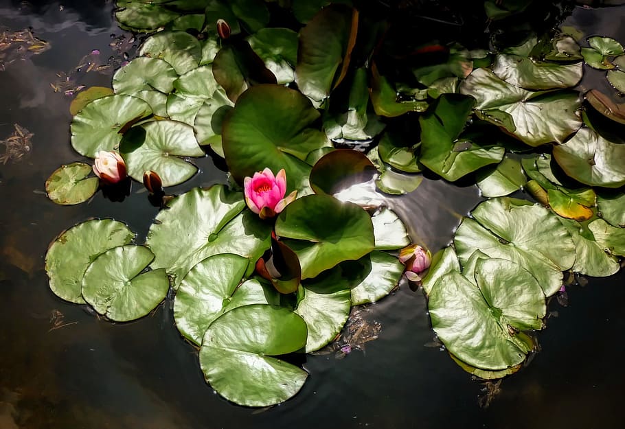 flower, water, pink, leaves, nature, flowering plant, beauty in nature HD wallpaper