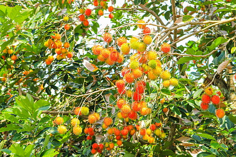 fruits, rambutan, fresh, growth, healthy eating, food, food and drink HD wallpaper